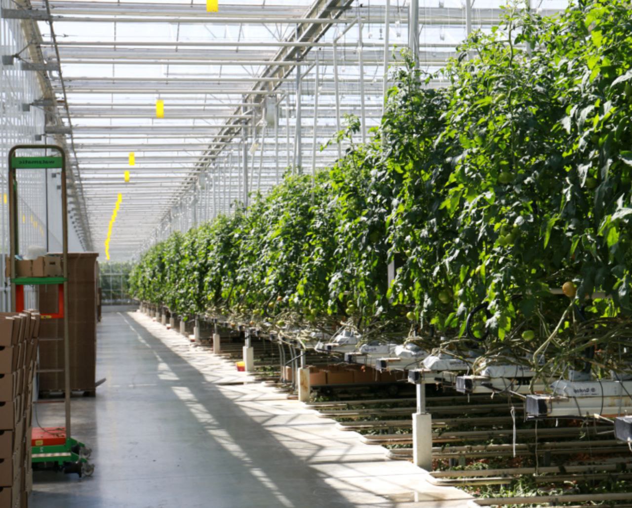 Vegetable greenhouse